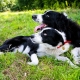 Two Heads Are Better Than One. Maybe?
