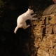 You Always Land on Your Paws