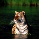 Think Like a Tiger