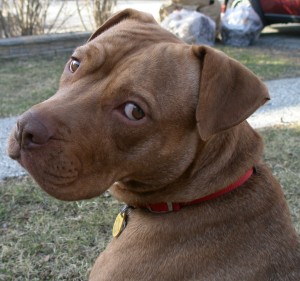 My sassy pup, Roxie.  Picture by Jesse Szabad.